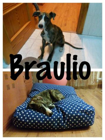 BRAULIO