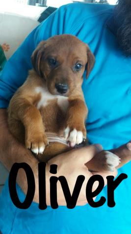 OLIVER