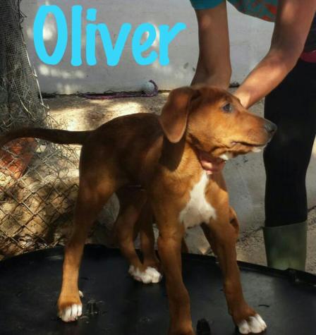 OLIVER