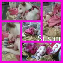 SUSAN