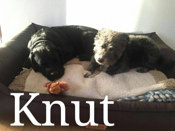 KNUT