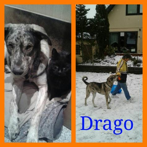 DRAGO