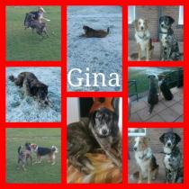 GINA