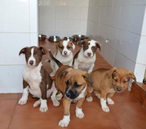 Perretes de la semana: Sunny, Seven y Sushi