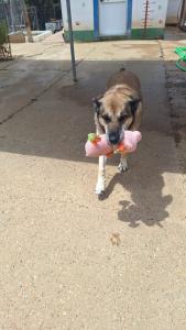 El golpe de calor en perros: sntomas, efectos y tratamiento.