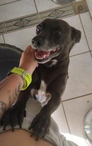 PERRITA DE LA SEMANA: LALA