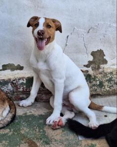 PERRO DE LA SEMANA: SIMBA