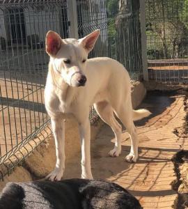 PERRITA DE LA SEMANA: ZURI
