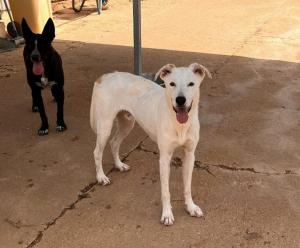 PERRO DE LA SEMANA: TROY