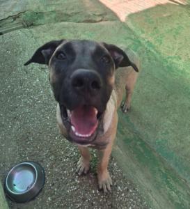 URGENTE. Manu, nuestro patoso adorable, necesita un hogar.