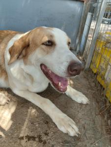 PERRITA DE LA SEMANA: FIONA