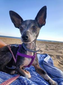 PERRA DE LA SEMANA: GITANA