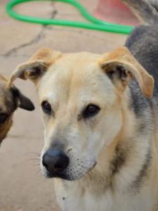 PERRO DE LA SEMANA: KINDER