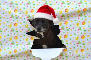 FELIZ NAVIDAD,NO COMPRES, ADOPTA.