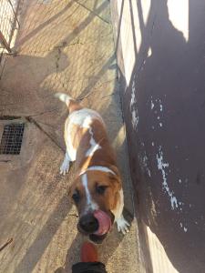 PERRITA DE LA SEMANA: CHITA