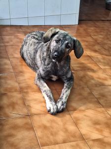 PERRITA DE LA SEMANA: LUA PERRITA DE LA SEMANA: LUA