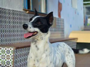 Nadal, el perro que nadie ve