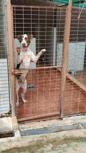 El problema del abandono de animales