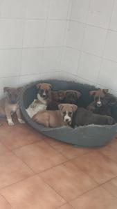 CRUELMENTE ABANDONADOS......